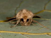 Hoplodrina octogenaria 4, Gewone stofuil, Saxifraga-Ab H Baas