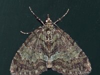 Hydriomena impluviata 6, Groenbandspanner, Saxifraga-Foto Fitis-Adriaan Dijksen