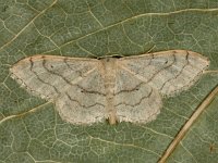 Idaea aversata 11, Grijze stipspanner, Saxifraga-Ab H Baas