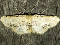 Idaea dimidiata 3, Vlekstipspanner, Saxifraga-Bart Vastenhouw