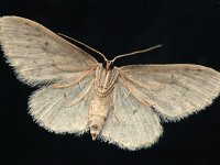 Idaea seriata 6, Paardenbloemspanner, Saxifraga-Tom Heijnen