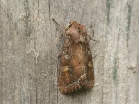 Groente-uil, Bright-line Brown-eye, Lacanobia oleracea : Fauna, Insect, Lepidoptera, Nachtvlinder, Ongewervelde