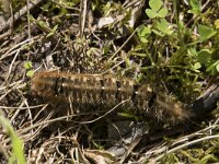 Lasiocampa quercus 15, Hageheld, Saxifraga-Willem van Kruijsbergen