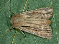 Leucania comma 2, Komma-uil, Saxifraga-Ab H Baas