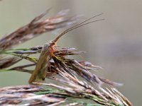 Limnephilus lunatus