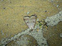 Lygephila pastinum 2, Wikke-uil, Saxifraga-Gerard de Jong : Insect, Lygephila pastinum, Macro, Overig, Saxifraga Beeldbank, Wikke-uil, moth, nachtvlinder