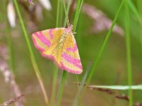 Lythria cruentaria 5, Zuringspanner, Saxifraga-Tom Heijnen