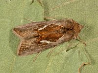 Macdunnoughia confusa, Dewick s Plusia