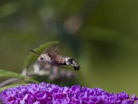 Macroglossum stellatarum 35, Kolibrivlinder, Saxifraga-Jan Nijendijk