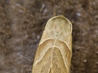 Macrothylacia rubi 9, Veelvraat, Saxifraga-Jan Nijendijk