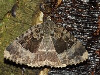 Mormo maura 3, Zwart weeskind, Saxifraga-Foto Fitis-Adriaan Dijksen