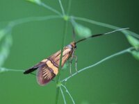 Nemophora degeerella 17, Saxifraga-Tom Heijnen