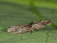 Nephopterix angustella 3, Saxifraga-Ab H Baas