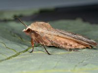 Noctua pronuba 10, Huismoeder, Saxifraga-Ab H Baas