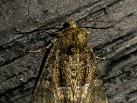 Oligia latruncula