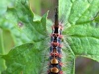 Orgyia antiqua 17, Witvlakvlinder, Saxifraga-Tom Heijnen