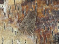 Orthosia cerasi 14, Tweestreepvoorjaarsuil, Vlinderstichting-Nely Honig