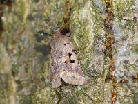 Orthosia gothica 7, Nunvlinder, Saxifraga-Joep Steur