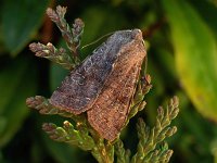 Orthosia incerta 2, Variabele voorjaarsuil , Saxifraga-Ab H Baas