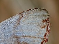 Phalera bucephala 28, Wapendrager, Saxifraga-Ab H Baas