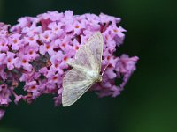 Pleuroptya ruralis, Mother of Pearl