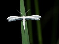 Pterophorus pentadactyla 8, Vijfvingerige vedermot, Saxifraga-Joep Steur