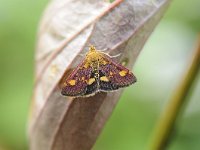 Pyrausta aurata 2, Muntvlindertje, Saxifraga-Luuk Vermeer