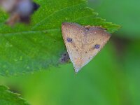 Rivula sericealis 7, Stro-uiltje, Saxifraga-Tom Heijnen