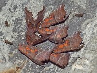 Scoliopteryx libatrix 14, Roesjes, hibernating, Saxifraga-Foto Fitis-Adriaan Dijksen