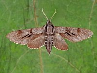 Sphinx pinastri 17, Dennenpijlstaart, Saxifraga-Ab H Baas