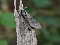 Sphinx pinastri 18, Dennenpijlstaart, Saxifraga-Luuk Vermeer