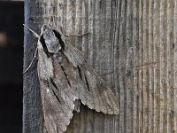 Sphinx pinastri 21, Dennenpijlstaart, Saxifraga-Luuk Vermeer