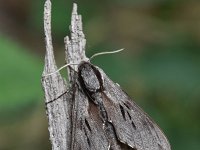 Sphinx pinastri 22, Dennenpijlstaart, Saxifraga-Luuk Vermeer