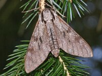 Sphinx pinastri 25, Dennenpijlstaart, Saxifraga-Foto Fitis-Adriaan Dijksen