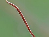 Sphinx pinastri 7, Dennenpijlstaart, Saxifraga-Ab H Baas