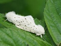 Spilosoma lubricipeda 17, Witte tijger, Saxifraga-Joep Steur