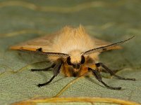 Spilosoma lutea 10, Gele tijger, Saxifraga-Ab H Baas