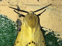 Spilosoma lutea 12, Gele tijger, Saxifraga-Bart Vastenhouw