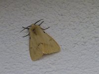 Spilosoma lutea 13, Gele tijger, Saxifraga-Jan Nijendijk