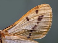 Spilosoma lutea 8, Gele tijger, Saxifraga-Ab H Baas