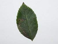 Stigmella anomalella