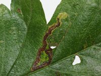 Stigmella oxyacanthella