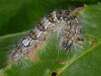 Acronicta megacephala #13875 : Acronicta megacephala, Schilddrager