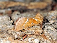 Triodia sylvina 2, Oranje wortelboorder, Saxifraga-Peter Gergely