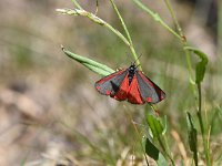 Tyria jacobaeae 25, Sint-jacobsvlinder, Saxifraga-Luuk Vermeer