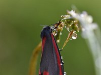 Tyria jacobaeae 32, Sint-jacobsvlinder, Saxifraga-Luuk Vermeer