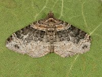 Xanthorhoe ferrugata 3, Vierbandspanner, Saxifraga-Ab H Baas