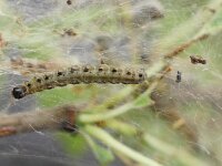 Yponomeuta padella 7, Meidoornstippelmot, Saxifraga-Joep Steur