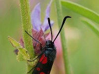 Zygaena filipendulae 10, Sint-jansvlinder, Saxifraga-Willem van Kruijsbergen