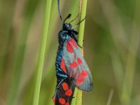 Sint-Jansvlinder - Zygaena filipendulae  Sint-Jansvlinder - Zygaena filipendulae [#Beginning of Shooting Data Section] Nikon D100  Focal Length: 250mm White Balance: Auto Color Mode: Mode III (sRGB) 2006/06/28 15:41:21 Exposure Mode: Manual AF Mode: Manual Hue Adjustment: 0° JPEG (8-bit) Fine Metering Mode: Multi-Pattern Tone Comp: Normal Sharpening: Normal Image Size:  Large (3008 x 2000) 1/160 sec - f/13 Flash Sync Mode: Front Curtain Noise Reduction: OFF Exposure Comp.: 0 EV Auto Flash Mode: D-TTL Image Comment:                                      [#End of Shooting Data Section]